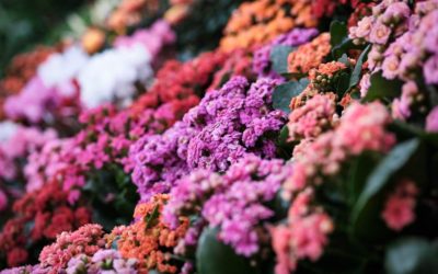 Composition florale à Issenheim : Quel professionnel choisir ?