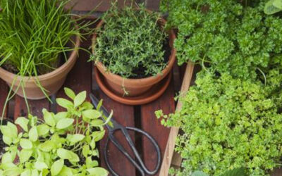 Top 5 des plantes vertes faciles à entretenir pour égayer votre maison à Issenheim cet hiver