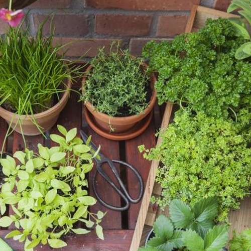 plantes vertes faciles à entretenir