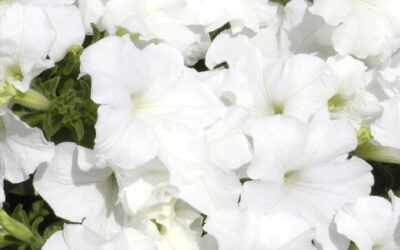 Fleurs pour mariage à près de Rouffach : des créations florales uniques