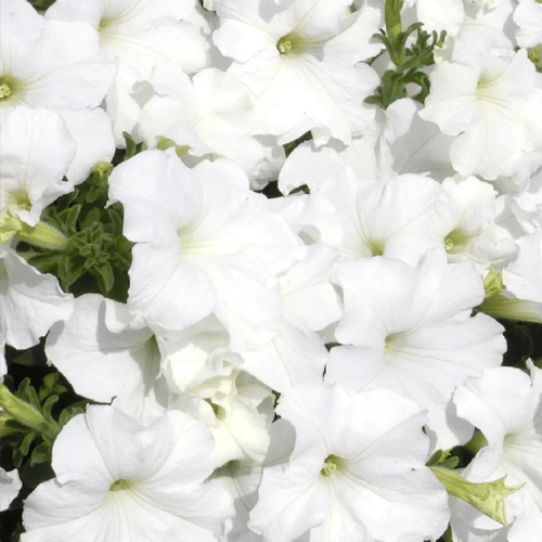 Fleurs pour mariage à près de Rouffach