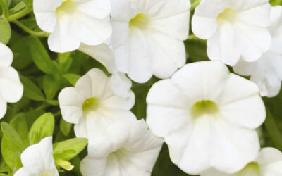 Fleurs pour mariage à Issenheim : des compositions florales sur mesure