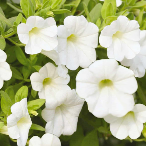 Fleurs pour mariage à Issenheim