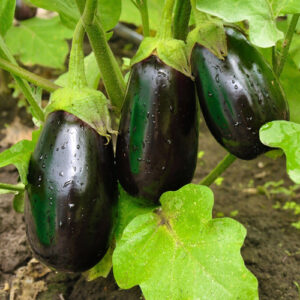 Aubergines