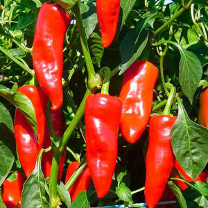 Piments