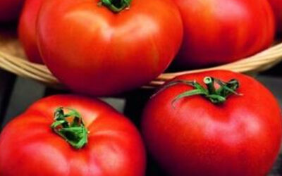 Plants de tomates à Issenheim : cultivez vos propres tomates