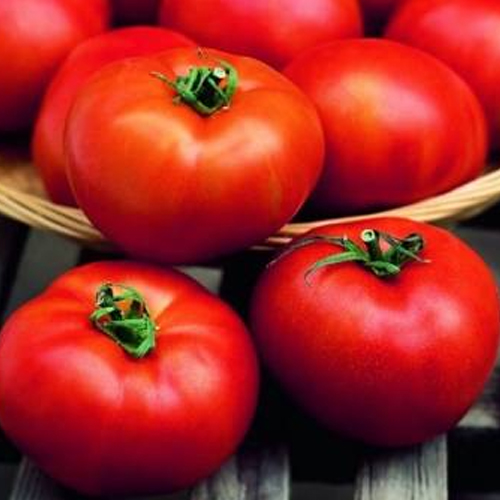Plants de tomates à Issenheim