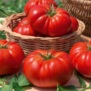 Plants de tomates
