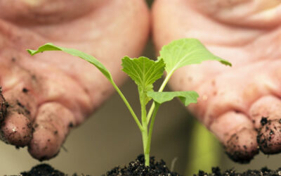 Notre production de replants légumes à Issenheim