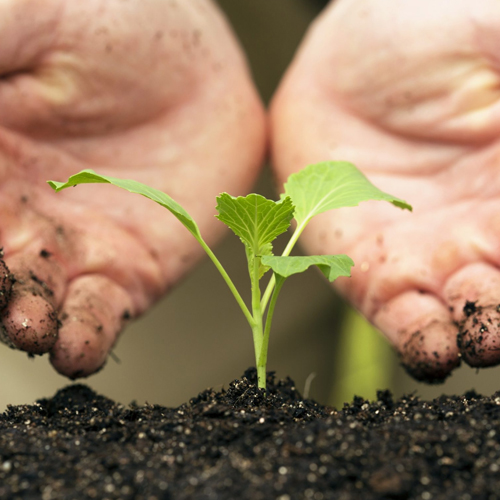 replants légumes à Issenheim