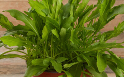 Plantes d’intérieur près de Bollwiller : créez une ambiance chaleureuse