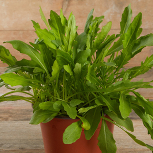 Plantes d'intérieur près de Bollwiller