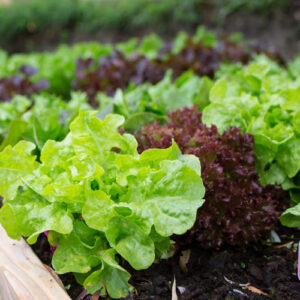 Salades et choux