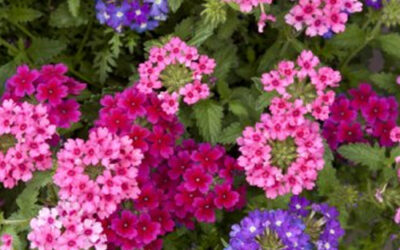 Horticulteur près de Bollwiller : des plantes locales