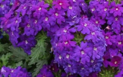 Composition florales à Issenheim : pour célébrer les fêtes