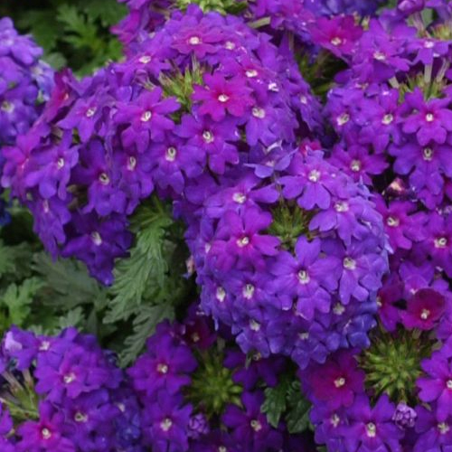 Composition florales à Issenheim