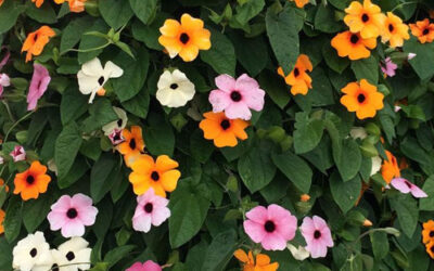 Horticulteur près de Guebwiller : des spécialistes de confiance