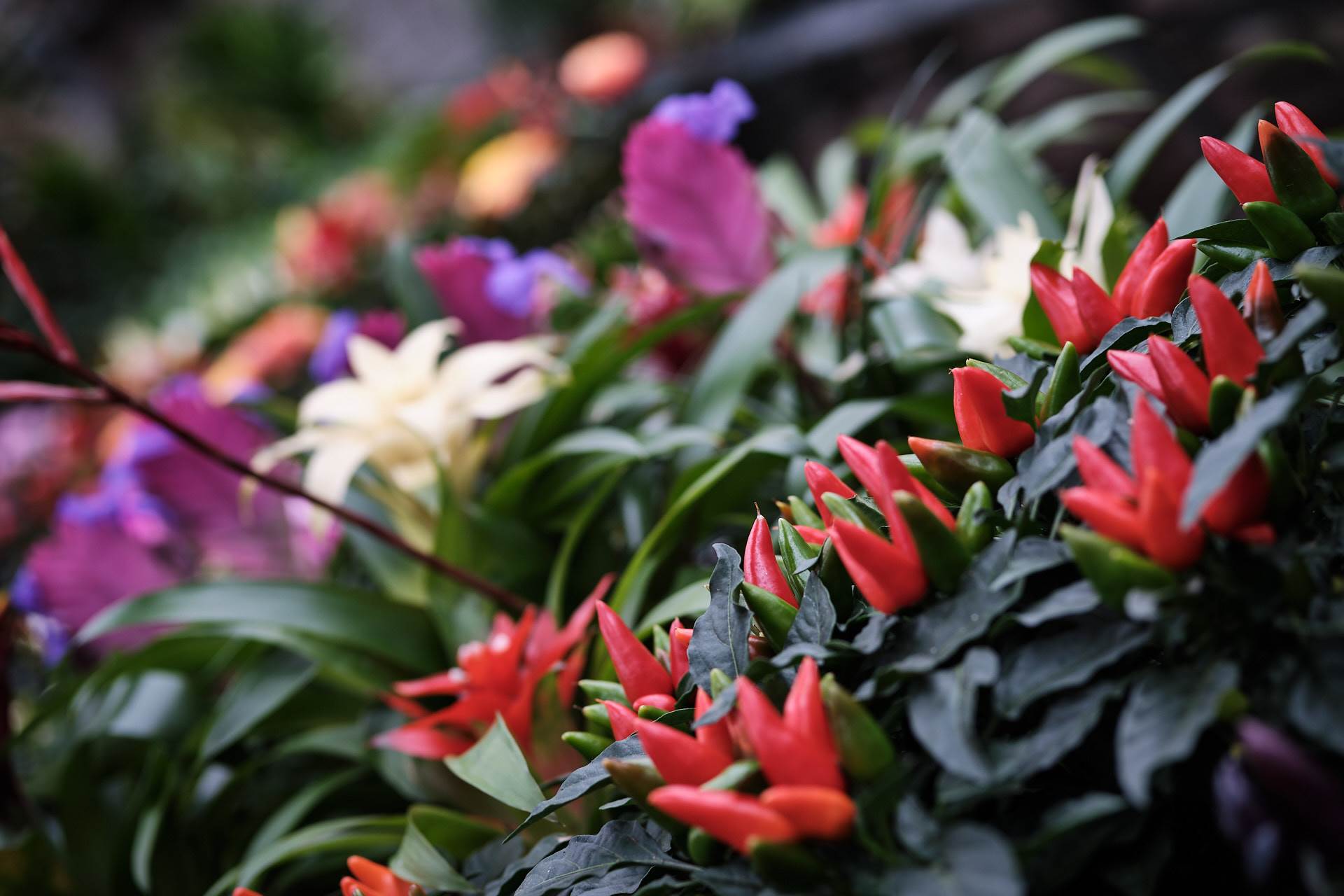 plantes vertes à Guebwiller