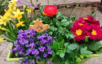 Plantes fleuries près de Bollwiller : illuminez votre jardin