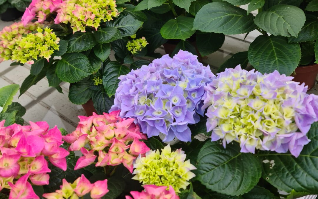 Célébrez la Saint-Valentin avec la vente de fleurs à Issenheim par Fleurs Stempfler