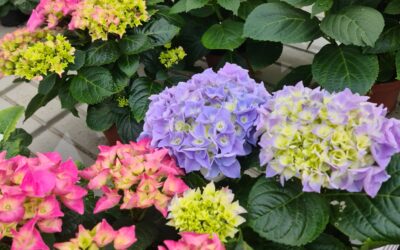 Célébrez la Saint-Valentin avec la vente de fleurs à Issenheim par Fleurs Stempfler