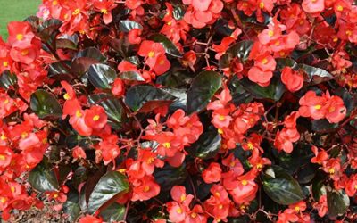 Plantes fleuries à Issenheim : accueillez le printemps avec des plantes éclatantes