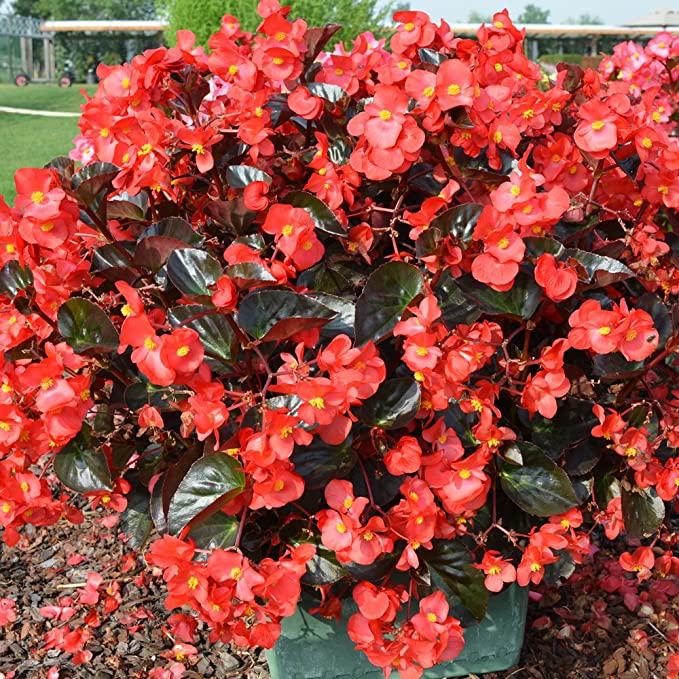 Plantes fleuries à Issenheim