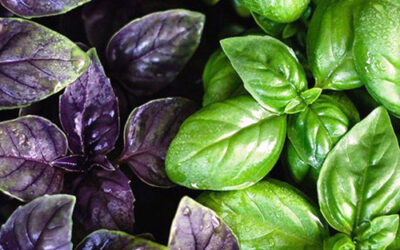 Plantes aromatiques à Issenheim : cultivez des herbes fraîches