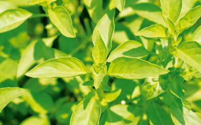 Plantes aromatiques près de Rouffach : pour sublimer vos plats