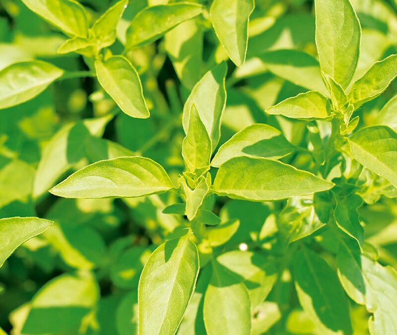 Plantes aromatiques près de Rouffach : pour sublimer vos plats