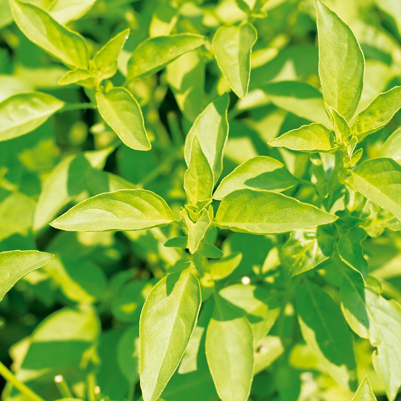 Plantes aromatiques près de Rouffach