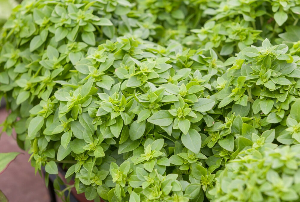 Plantes vertes près de Guebwiller : offrez du vert pour les fêtes