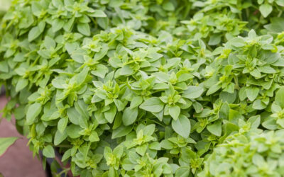 Plantes vertes près de Guebwiller : offrez du vert pour les fêtes