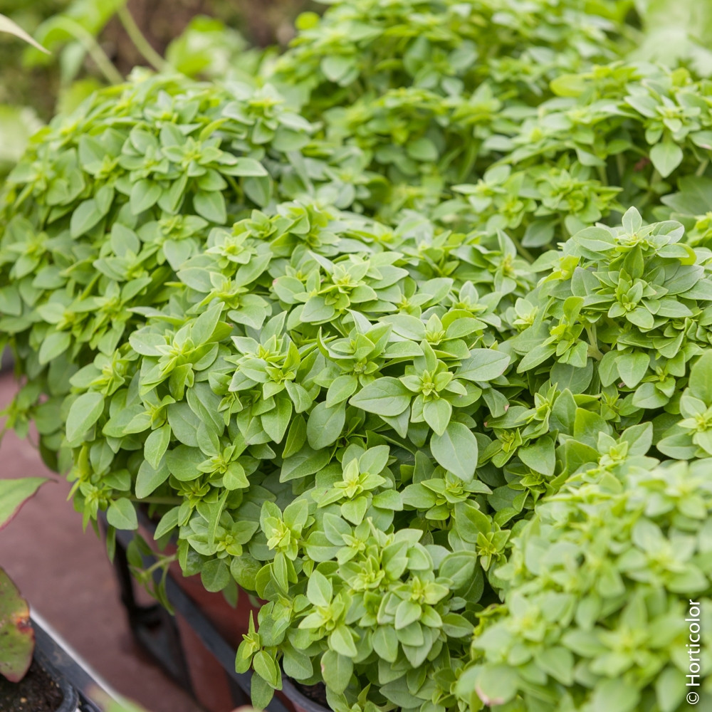 basilic-petite-feuille Plantes vertes près de Guebwiller