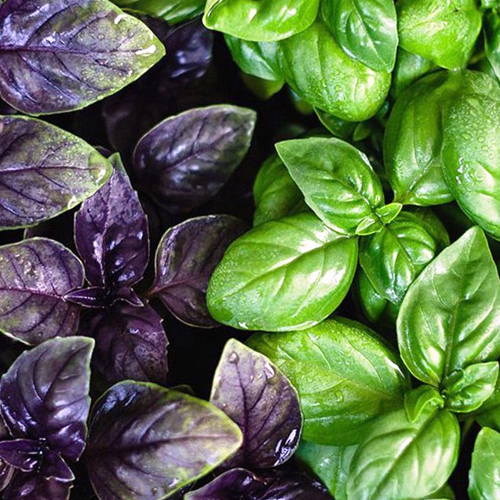 Plantes aromatiques à Issenheim : cultivez des herbes fraîches