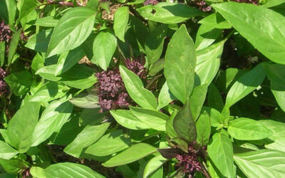 Artisan horticulteur près de Guebwiller : une expertise artisanale