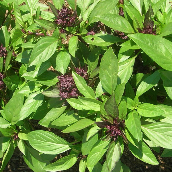 Artisan horticulteur près de Guebwiller