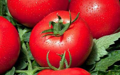 Plants de tomate près de Guebwiller : réussissez votre récolte